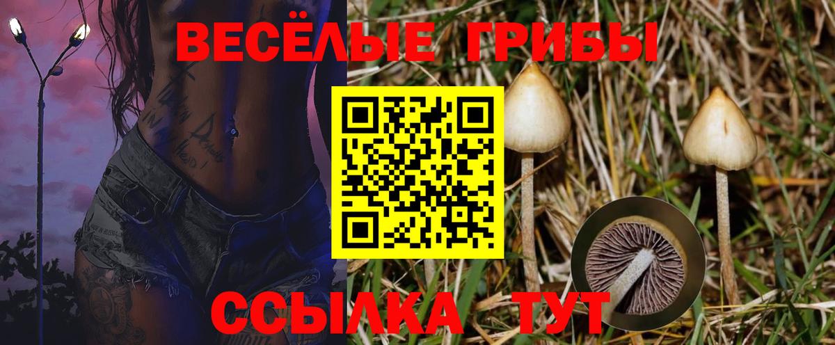 Псилоцибиновые грибы Psilocybine cubensis Новошахтинск